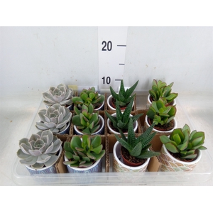 Succulents   ...