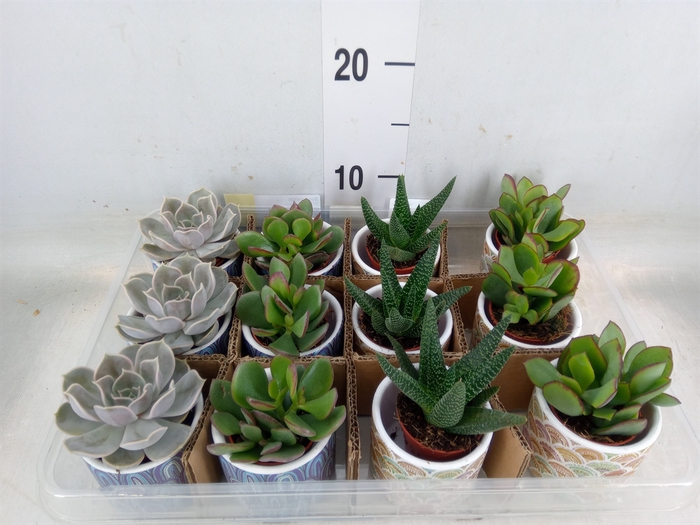 <h4>Succulents   ...</h4>