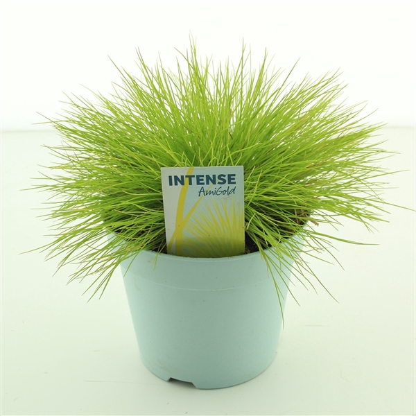 <h4>Festuca glauca AmiGold®</h4>