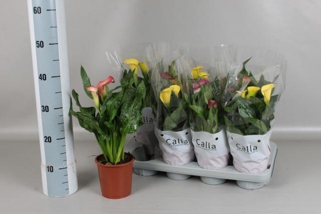 <h4>ZANT GEM 3 KL</h4>