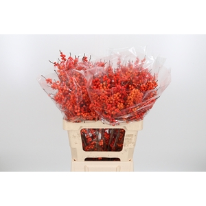Ilex Ve Orange Glow