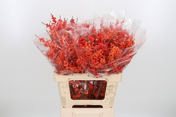 <h4>Ilex Ve Orange Glow</h4>