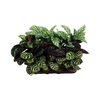 CALATHEA SPECIES p9 mix