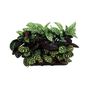 CALATHEA SPECIES