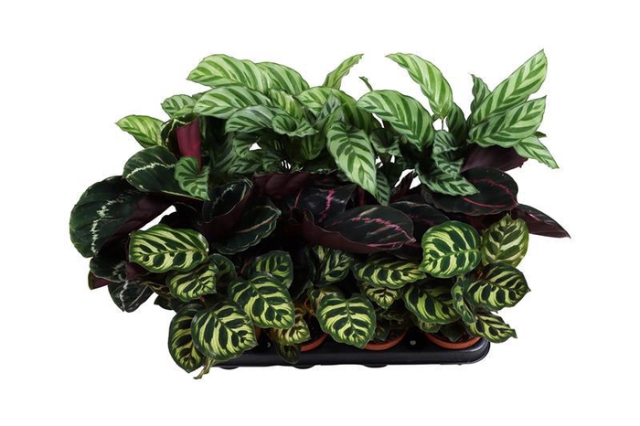 <h4>CALATHEA SPECIES</h4>