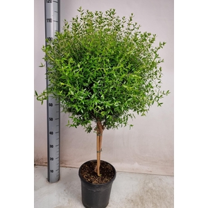 MYRTUS COM