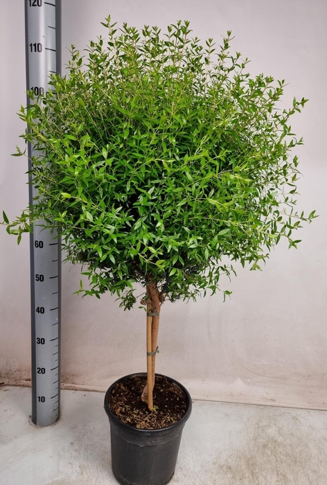 <h4>MYRTUS COM</h4>