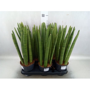 Sansevieria cyl.  ...