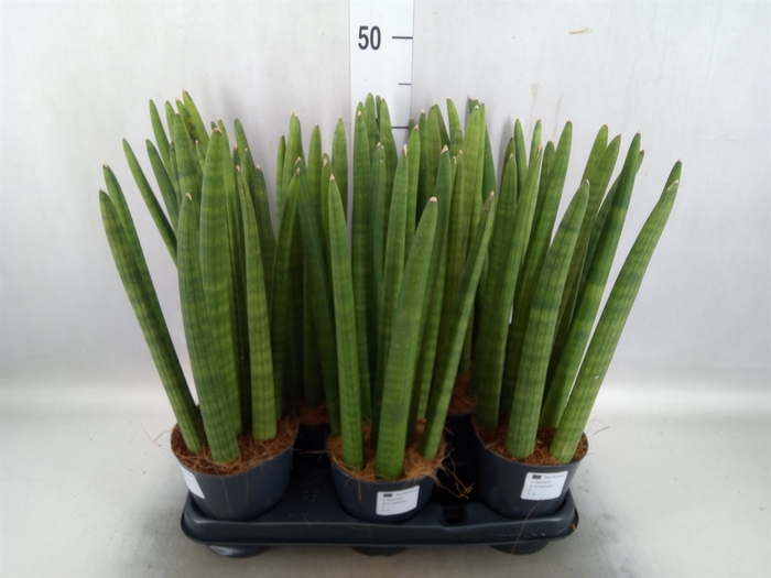 Sansevieria cyl.  ...