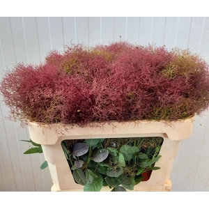 Cotinus Red Fountain
