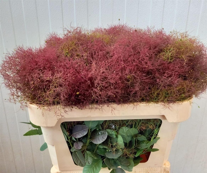 <h4>Cotinus Red Fountain</h4>