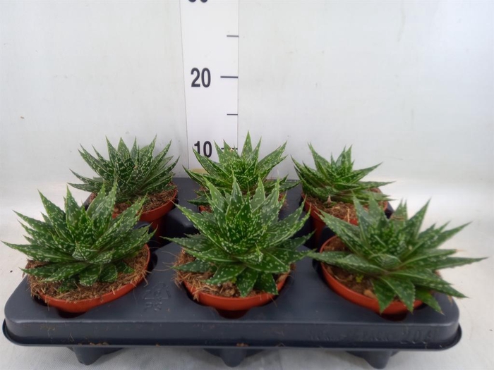 <h4>Gasteria  'Mufasa'</h4>