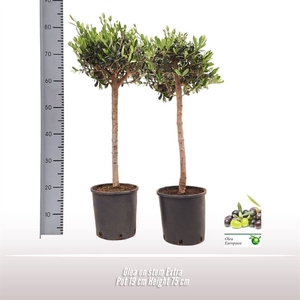 Olea op stam