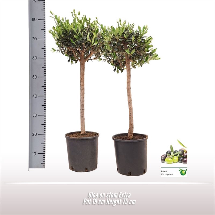 <h4>Olea op stam</h4>