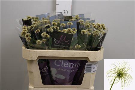 <h4>Clematis diversif. 'Amazing Kibo'</h4>