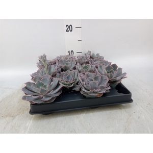 Echeveria   ...