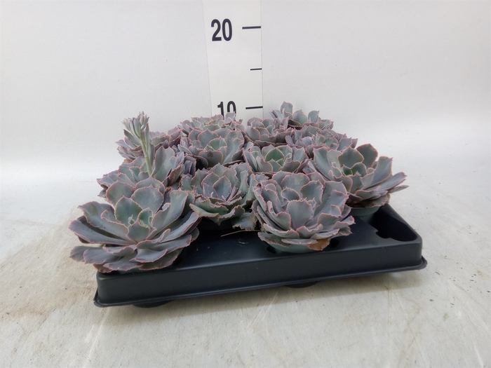 <h4>Echeveria   ...</h4>