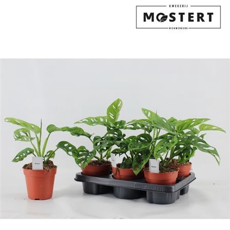 Monstera Ov