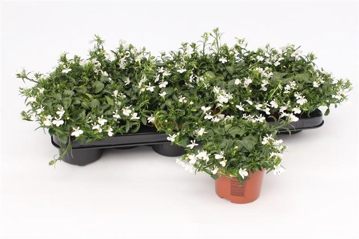 <h4>Lobelia Curaçao White Minibasket</h4>