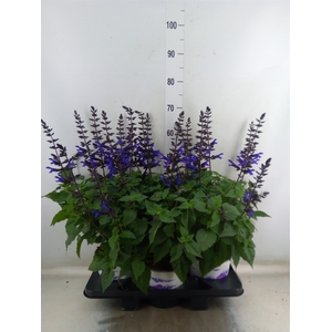 Salvia  'Salgoon Lake Onega Impr.'