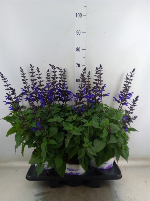 <h4>Salvia  'Salgoon Lake Onega Impr.'</h4>