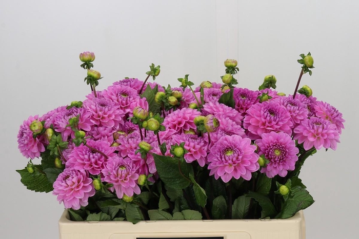 <h4>Dahlia Veerle</h4>