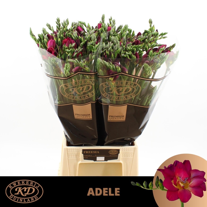 <h4>Freesia du Adele</h4>