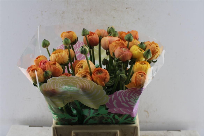 <h4>Ran El Salmon</h4>