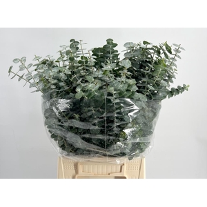 Leaf eucalyptus baby blue short