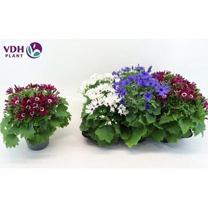 Pericallis cr. 'Senetti'   ..mix