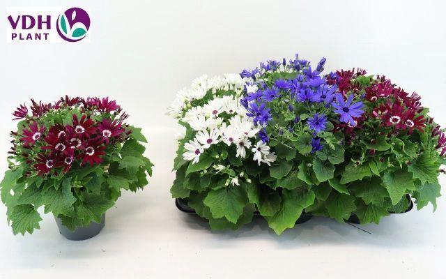 <h4>Pericallis cr. 'Senetti'   ..mix</h4>