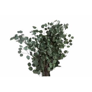 Eucalyptus populus green