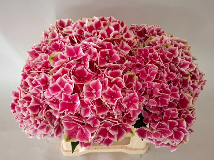 <h4>HYDR M MY RIO</h4>