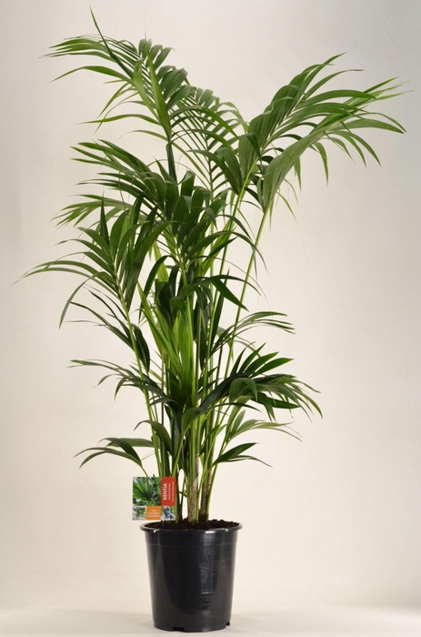 <h4>KENTIA - P27 H160 - 12PP (Howea forsteriana)</h4>