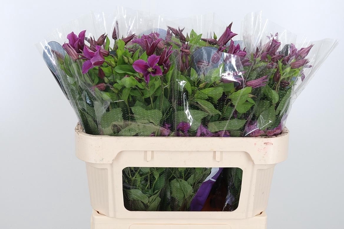 <h4>Clem Amazing Kyiv</h4>