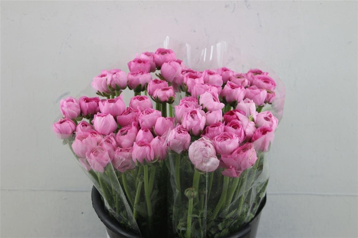 <h4>Ran Elegance Pink</h4>