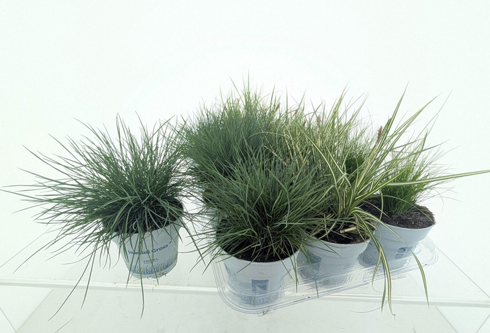 <h4>SIERG GEM 3 SRT FUST</h4>