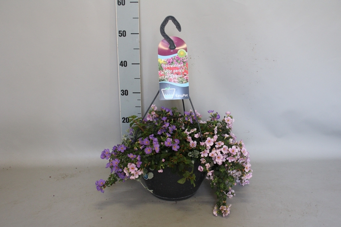 Hangpotten 27 waterreservoir mix 02 Roze mix