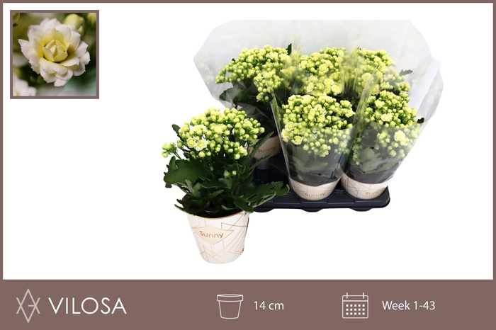 <h4>KAL GE SUNNY WHITE</h4>