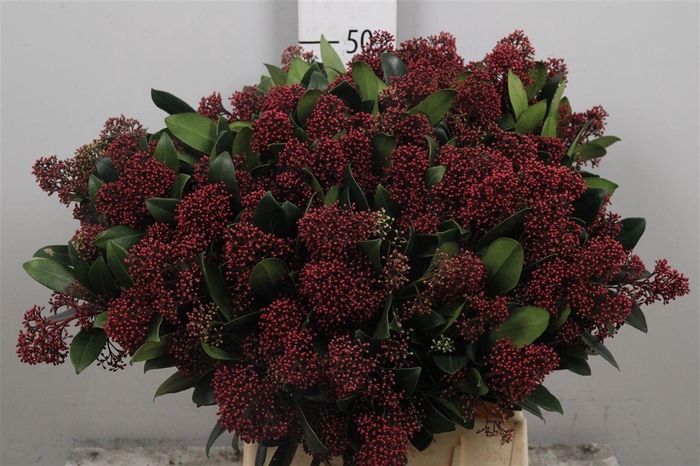 <h4>Skim J Rubella Bs</h4>