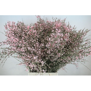 Ginster 300gr Pink P Bunch