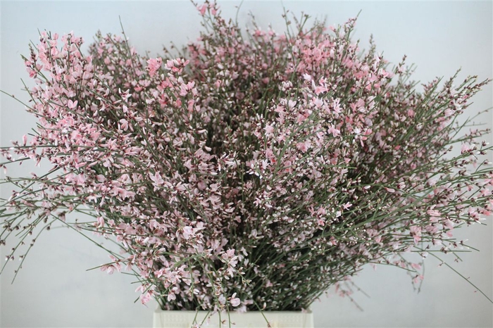 <h4>Ginster 300gr Pink P Bunch</h4>