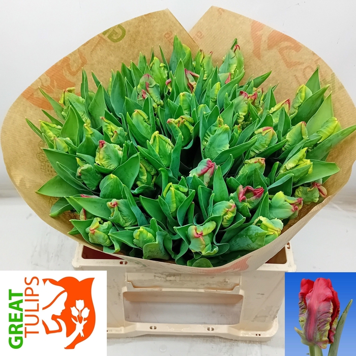 <h4>TU PA SEADOV PARROT</h4>