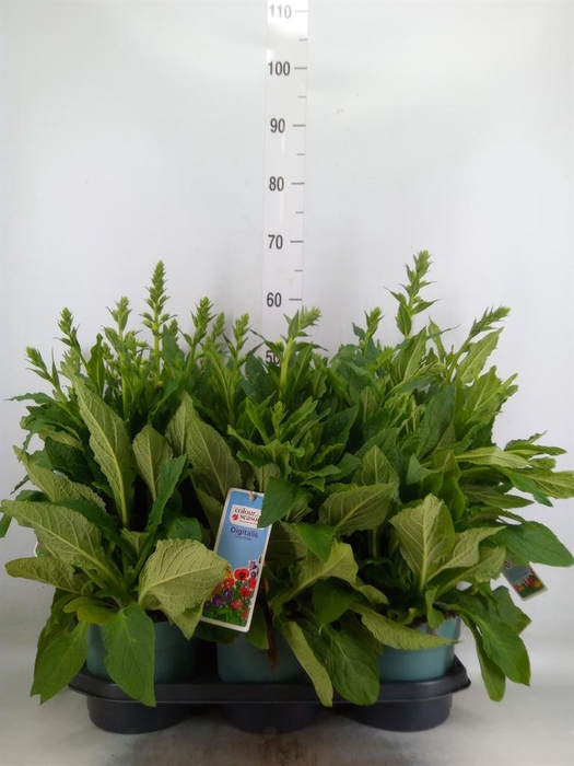 <h4>Digitalis purp. 'Lucas'</h4>