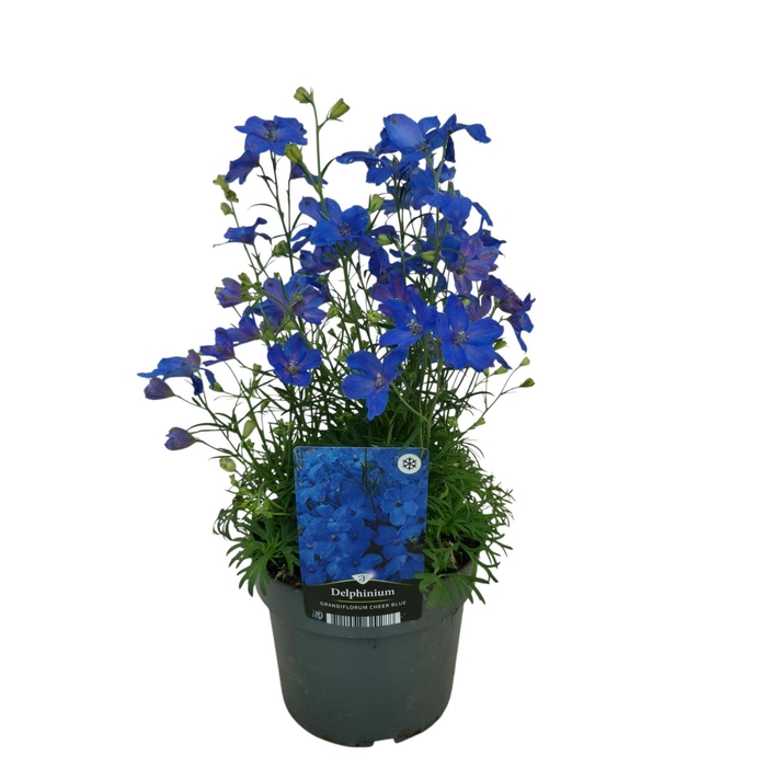 <h4>Delphinium Ocean Tiara Blue</h4>