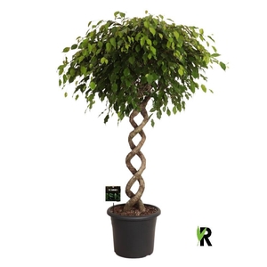 Ficus Be Exotica spiraal