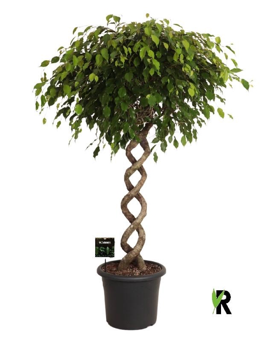 <h4>Ficus Be Exotica spiraal</h4>