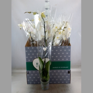 Phalaenopsis   ...white