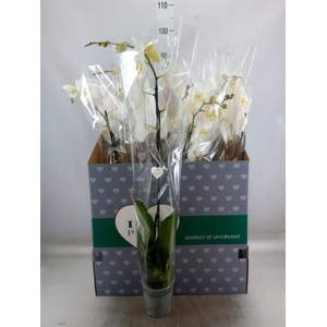 Phalaenopsis   ...white