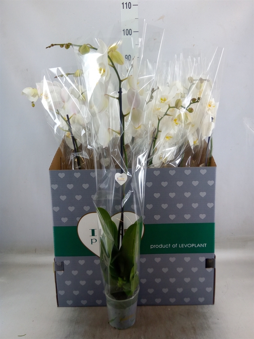 <h4>Phalaenopsis   ...white</h4>